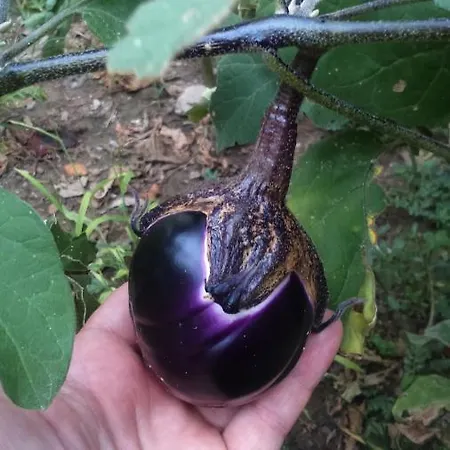 Bed & Breakfast Da Caterina Vittorio Veneto